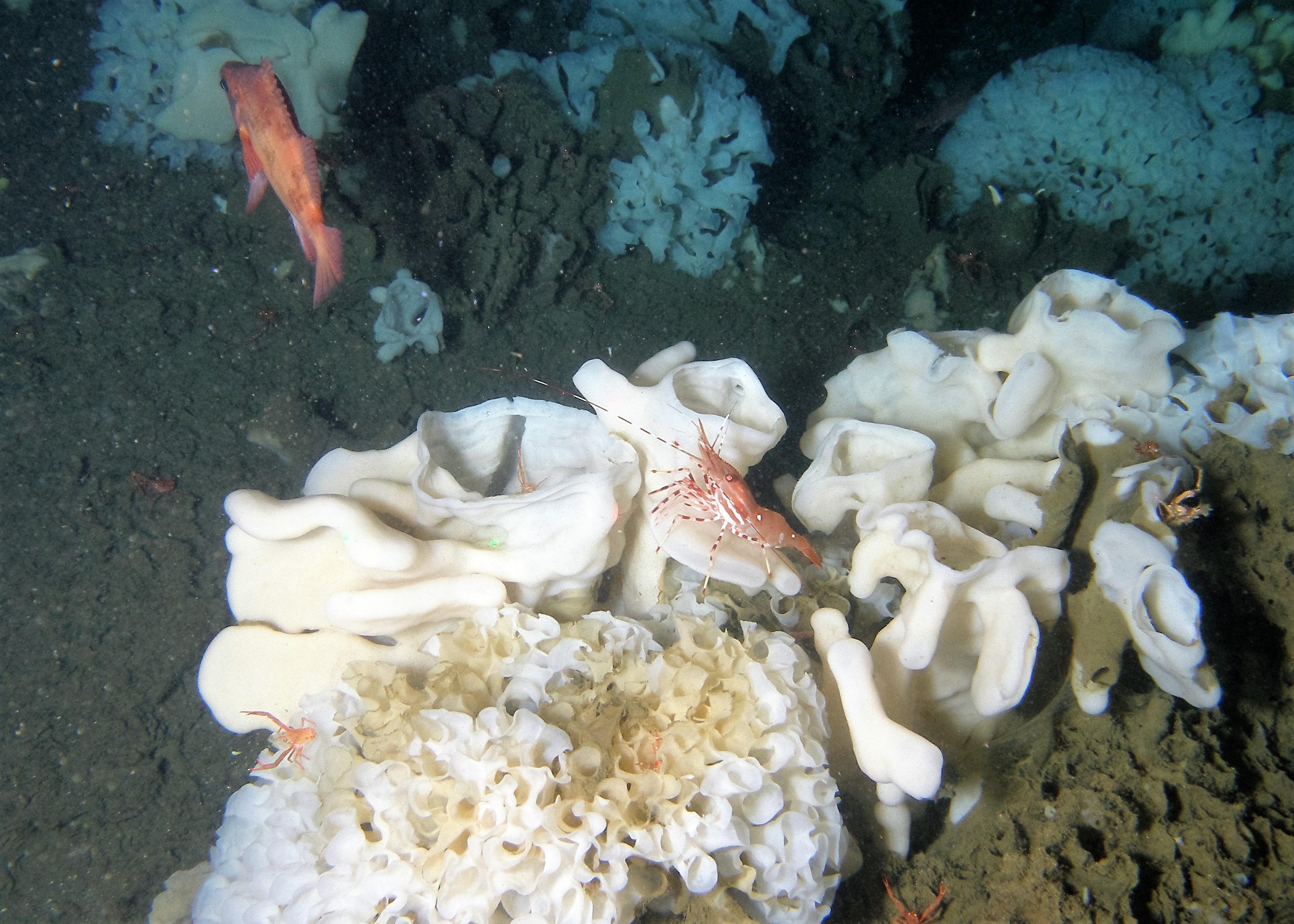 Les récifs d’éponges siliceuses servent de refuge et de sources de nourriture à de nombreuses espèces de poisson. Photo gracieusement fournie par le ministère des Pêches et des Océans du Canada